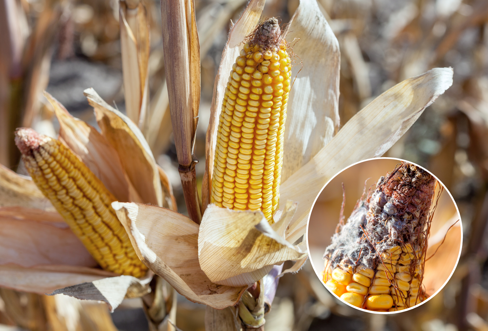 Mycotoxins in Grain and Cereals