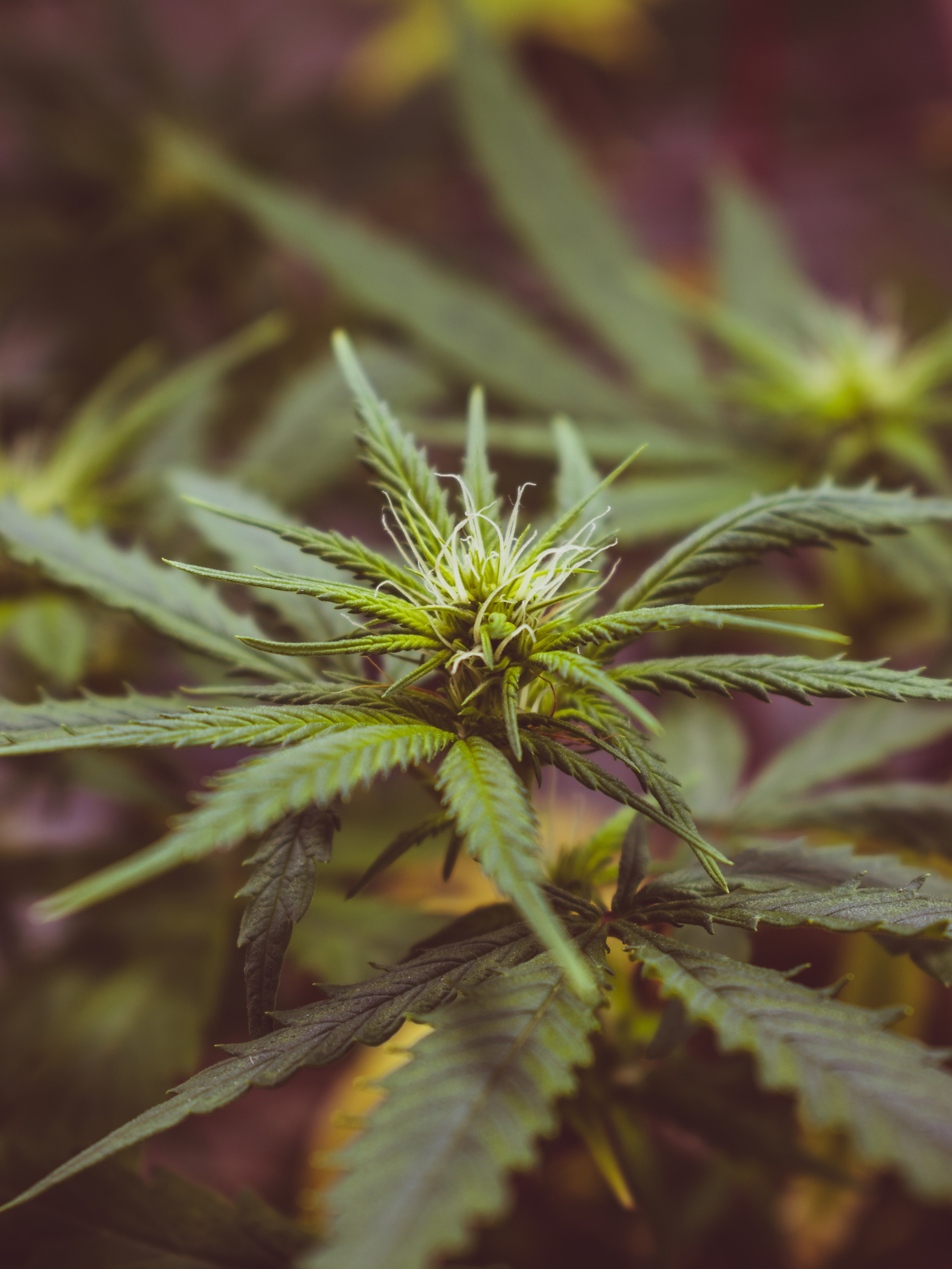 Cannabis Testing and Analysis: A Growing Industry